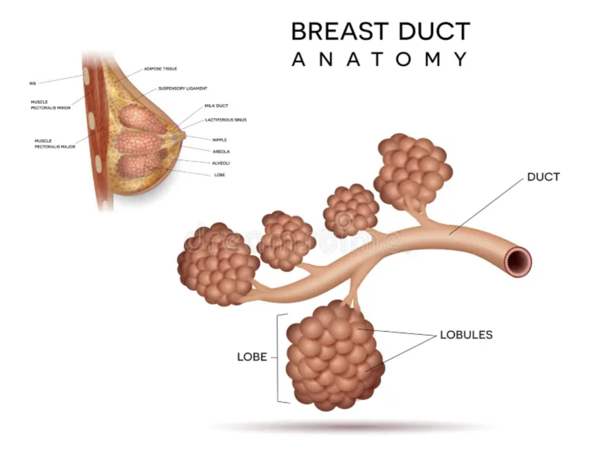 Breast Duct Anatomy