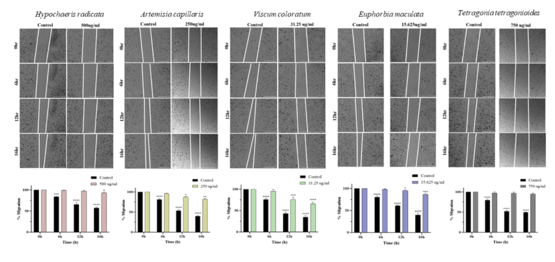 Wound Healing Assay