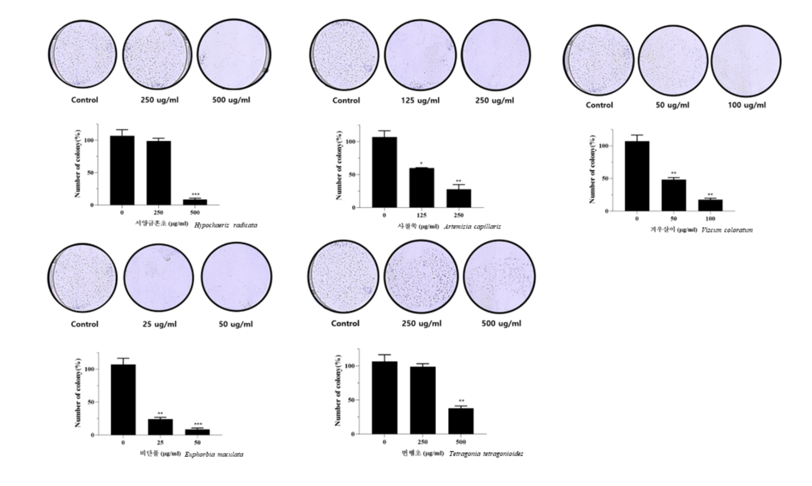 Colony Formation Assay