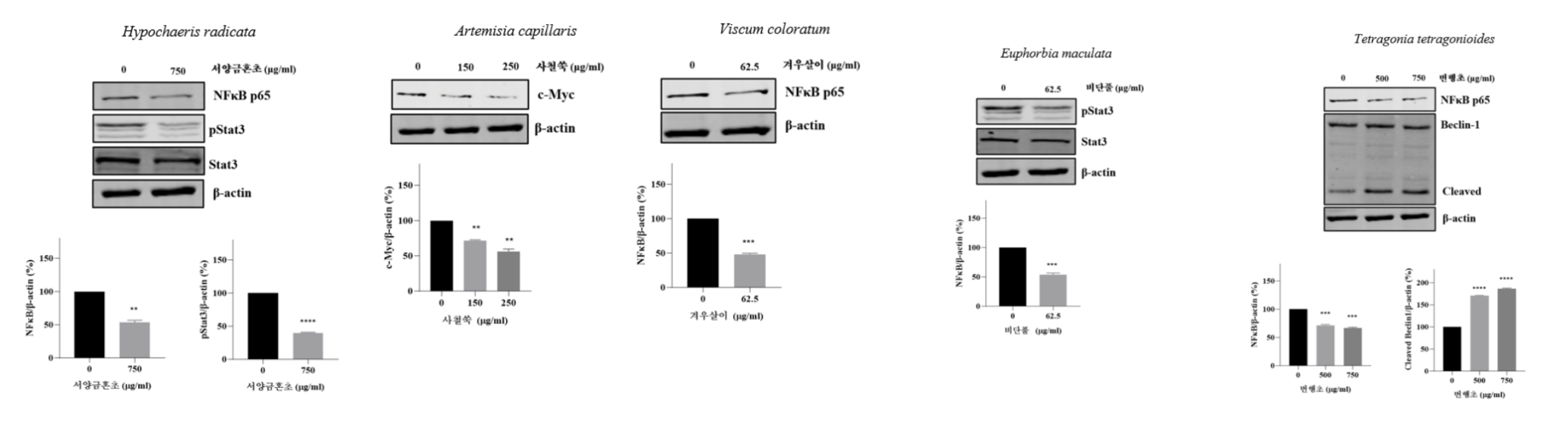 Western Blot Analysis