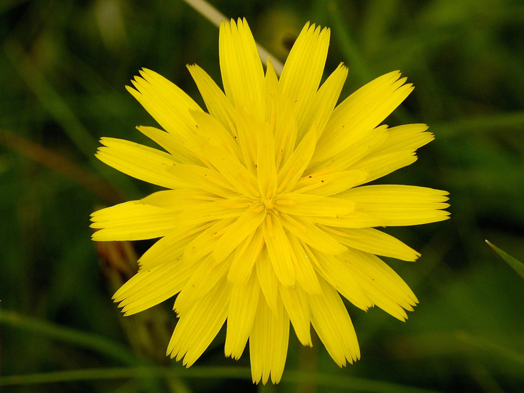 Hypochaeris