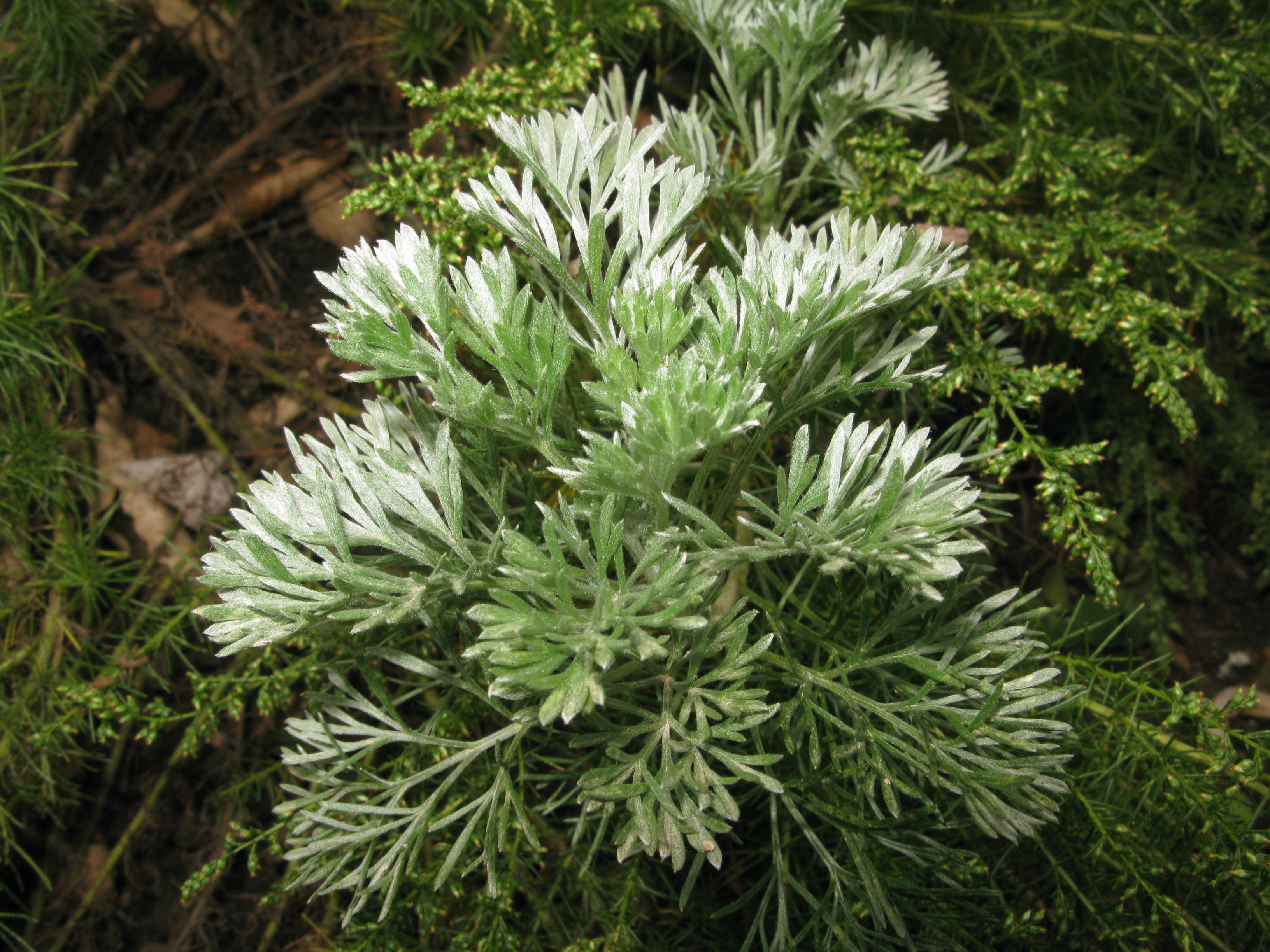 Artemisia