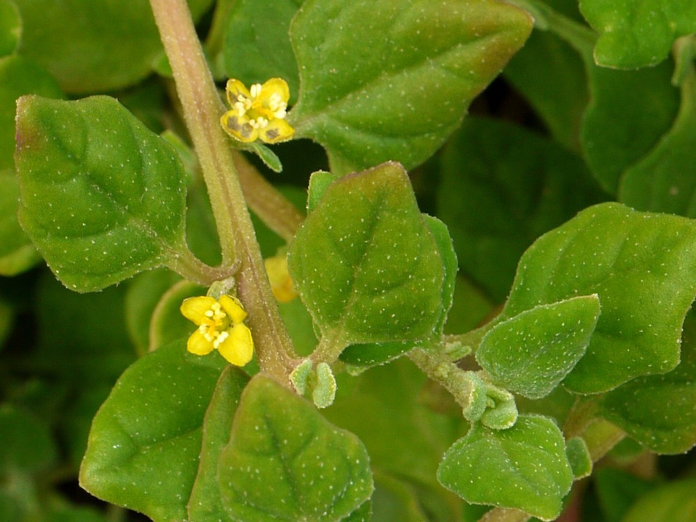 Tetragonia