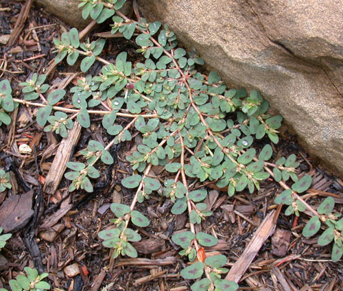 Euphorbia